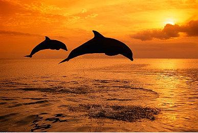 小岛秀夫已经开始开发下一个游戏了